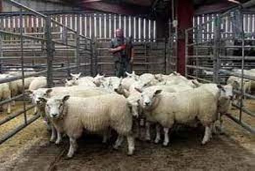 کاهش بیش از ۵۰ درصدی تولید کلزا در شهرستان راز و جرگلان