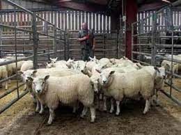 کاهش بیش از ۵۰ درصدی تولید کلزا در شهرستان راز و جرگلان