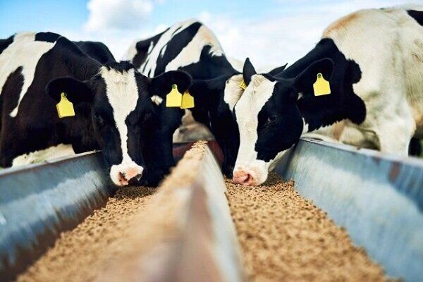 تشدید اعمال نظارت های لاز م بر ممنوعیت کشتار دام‌های مولد و آبستن 