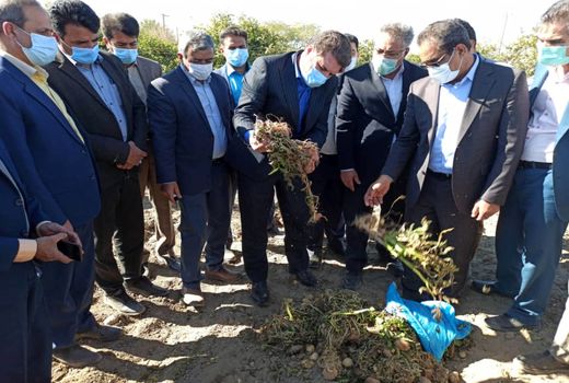 بازدید استاندار کرمان از مزارع خسارت دیده شهرستان عنبرآباد