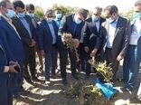 بازدید استاندار کرمان از مزارع خسارت دیده شهرستان عنبرآباد