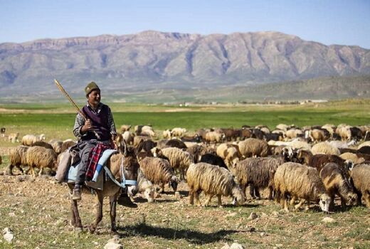 ۲۰ هزار راس دام عشایر در چهارمحال و بختیاری بیمه شد