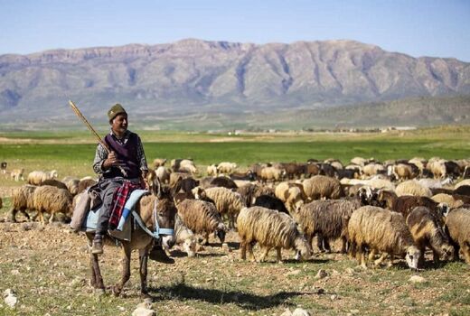 ۲۰ هزار راس دام عشایر در چهارمحال و بختیاری بیمه شد