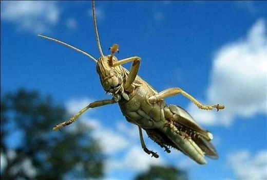 فعال شدن اکیپ‌های پایش ملخ صحرایی در خوزستان