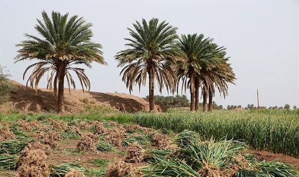 وزش بادهای گرم و ریزگرد زمینه فعالیت آفات مرکبات در استان بوشهر را فراهم کرده است