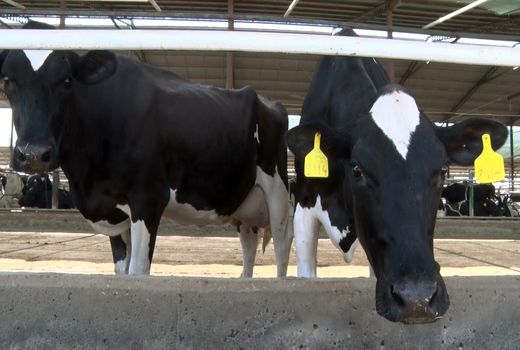 افزایش 130 درصدی هویت گذاری دام در سال 1400 نسبت به سال قبل در آذربایجان شرقی