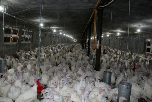 تکاب اولین تولیدکننده گوشت بوقلمون در آذربایجان‌غربی است