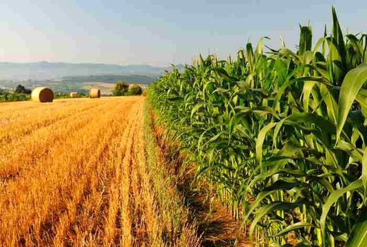 برنامه‌ریزی برای کشت فراسرزمینی نهاده‌های دامی در جمهوری آذربایجان 