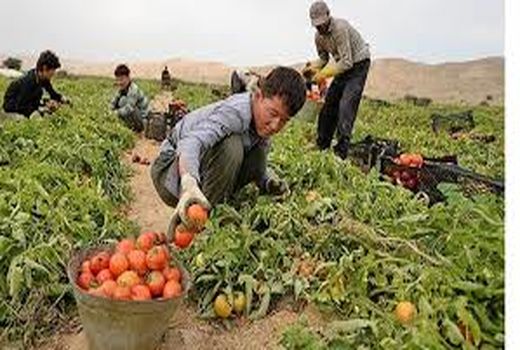 تولید بیش از یک میلیون تن محصولات کشاورزی در بوشهر
