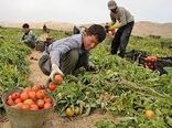 تولید بیش از یک میلیون تن محصولات کشاورزی در بوشهر