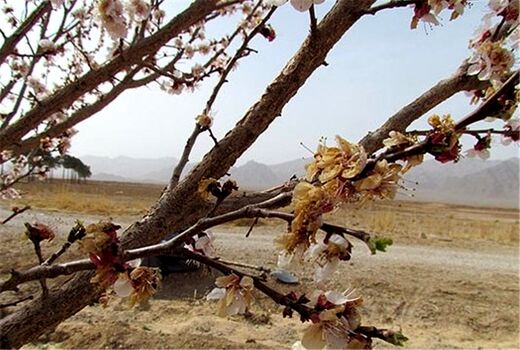 سرمازدگی درختان بادام در خراسان شمالی 