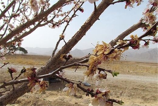 سرمازدگی درختان بادام در خراسان شمالی 