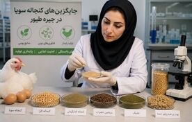 جایگزین‌های بومی کنجاله سویا گامی در مسیر کاهش وابستگی و پایداری صنعت طیور