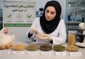 جایگزین‌های بومی کنجاله سویا گامی در مسیر کاهش وابستگی و پایداری صنعت طیور
