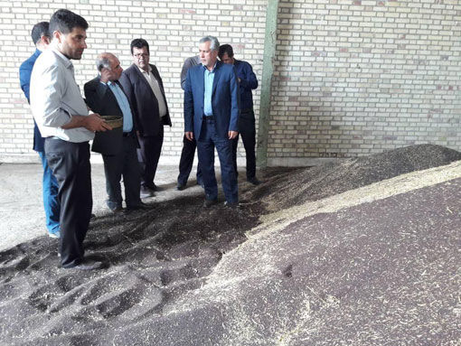 خرید تضمینی کلزا در استان آذربایجان شرقی آغاز شد