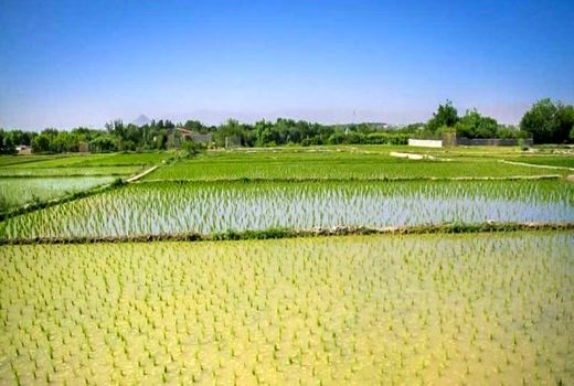 هیچ کشتی بر اساس معیارهای علمی جایگزین کشت برنج نمی‌شود