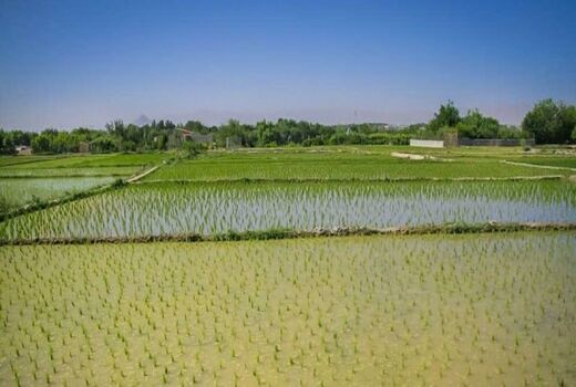 هیچ کشتی بر اساس معیارهای علمی جایگزین کشت برنج نمی‌شود