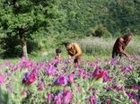 برگزاری کارگاه آموزشی سایت جامع الگویی تولیدی ترویجی در زمینه گیاهان دارویی