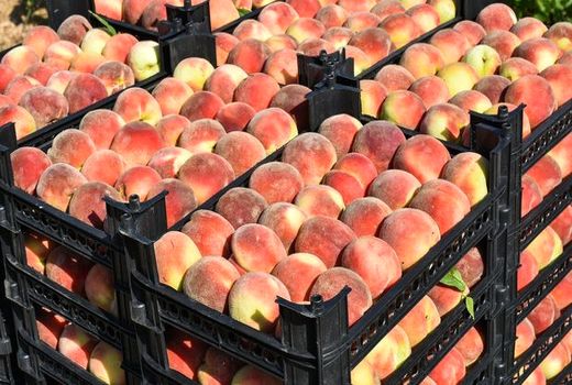 کمبود آب مهم‌ترین دلیل محدودکننده توسعه باغات هلو و شلیل در اصفهان