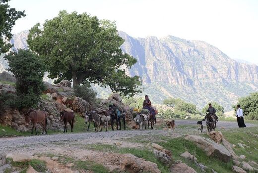 کوچ عشایر استان قزوین به نقاط ییلاقی آغاز شد