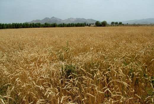 پرداخت همه مطالبات گندمکاران سیستان و بلوچستان 