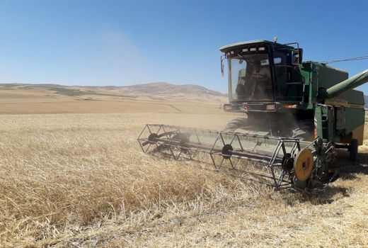 برداشت جو در مرودشت آغاز شد