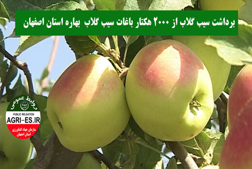 آغاز برداشت محصول از 2000 هکتار باغات سیب گلاب بهاره اصفهان