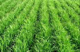 کاشت دیم در سطح 80 درصد از مزارع گندم کازرون 