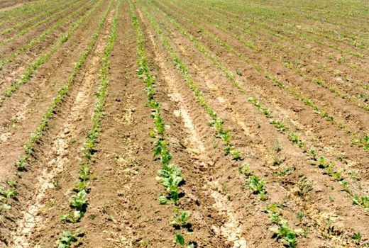 100 درصد برنامه کشت چغندر قند در کازرون محقق شد 