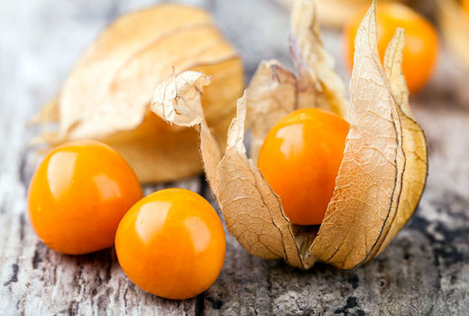 برداشت 20 تن محصول استوایی فیسالیس در شهرستان هوراند