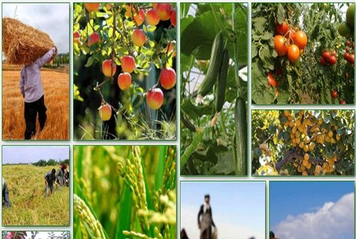 فعالیت 17 هزار بهره‌بردار بخش کشاورزی در قروه/تولید 600 هزار تن محصولات کشاورزی