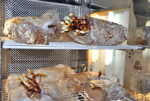 پرورش قارچ دارویی گانودرما در مرکز تحقیقات و آموزش کشاورزی و منابع طبیعی آذربایجان شرقی