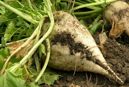 آغاز برداشت چغندرقند در خراسان جنوبی