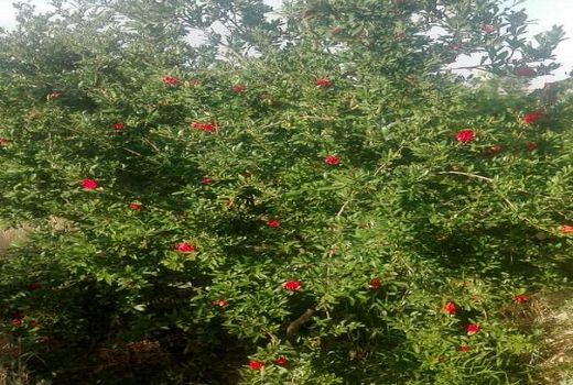 برداشت گل دارویی گلنار فارسی در سروستان 