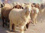 خشکسالی و گرانی نهاده های دامی سبب افزایش میزان کشتار و حذف دام در خراسان شمالی
