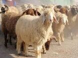 خشکسالی و گرانی نهاده های دامی سبب افزایش میزان کشتار و حذف دام در خراسان شمالی