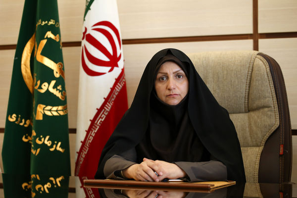 خرید گندم از کشاورزان استان قزوین از مرز 100 هزار تن گذشت