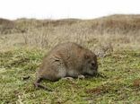 مبارزه موثر و بموقع با جوندگان در سطح 800 هکتار