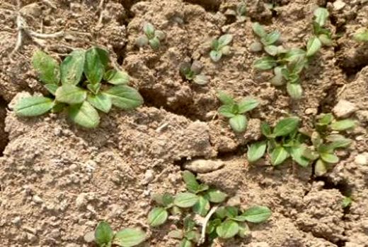 پایان کشت دانه روغنی کاملینا در بیضا