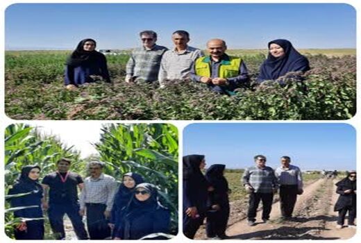 بازدید کارشناسان فنی از مزارع کشاورزی شهرستان بوئین زهرا/ تاکید بر رعایت الگوی کشت و بهره وری مصرف آب