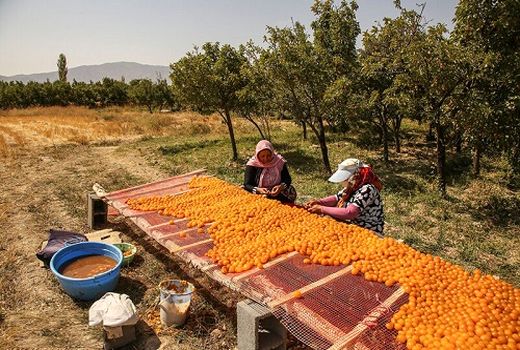 عرضه آلو بخارای خرم بید به بازار 