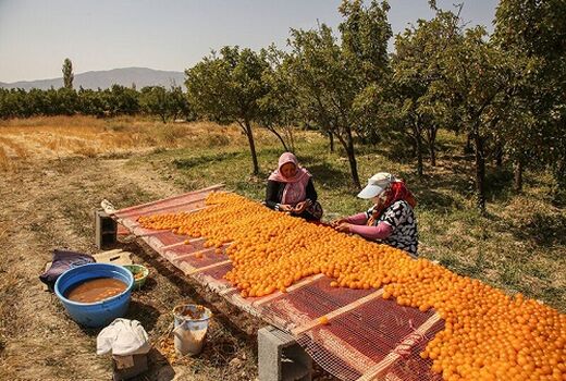 عرضه آلو بخارای خرم بید به بازار 