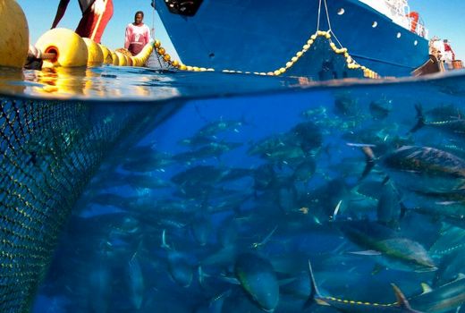 افزایش 90 درصدی ارزش صادرات خوراک آبزیان در 8 ماهه امسال