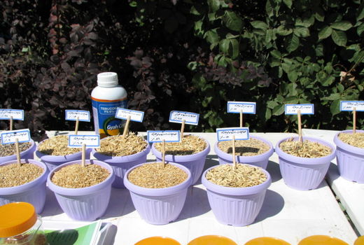 تولید ۱۱هزار تن بذر گندم و جو در استان قزوین 