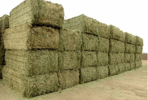 تولید ۷۹۰۰ تن یونجه در مزارع کشاورزی شهرستان البرز