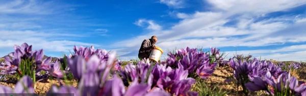 طلای سرخ در سایه عطش زمین، از دل دشت‌های نی‌ریز شکفت
