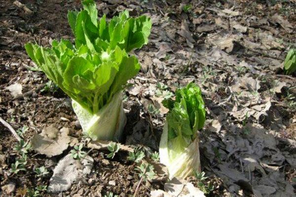 رویشگاهای کلوس چهارمحال و بختیاری احیا می شوند