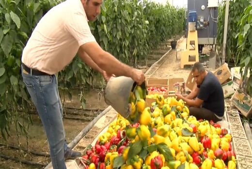 بهره گیری از فناوری نوین دفع آفات در گلخانه‌های استان