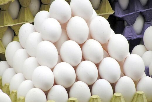 فعالیت 6 واحد مرغ تخم گذار در چهارمحال و بختیاری