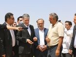 خداقوت وزیر جهاد کشاورزی به گندم کاران در بازدید از مزارع گندم بیجار